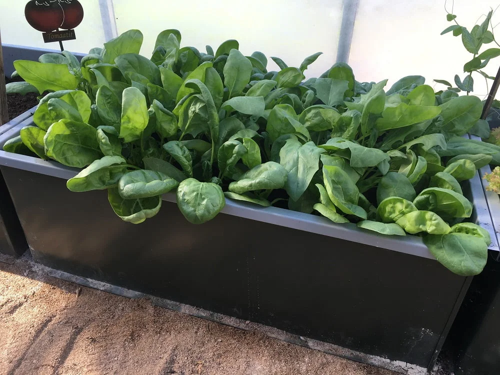 Odlingskrage i plåt