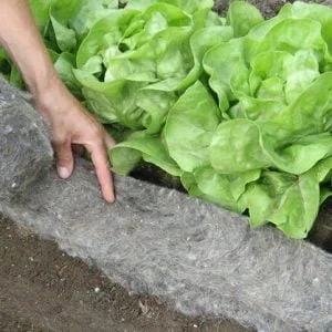 Tohtoris Trädgårdsull - Ullremsa