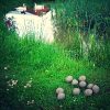 EM-Dangos lerboll